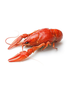 Fishman - 10LB, $3.11/lb