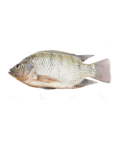 Remove The Belly Fish - , $1.85/lb